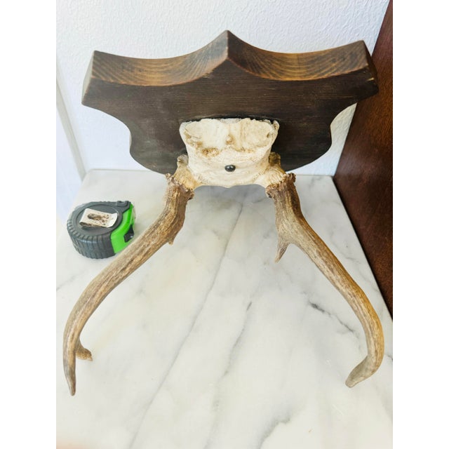 Brown Vintage Mounted Deer Antler Trophy For Sale - Image 8 of 8