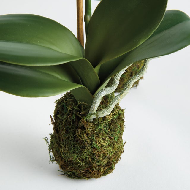 Kenneth Ludwig Chicago Phalaenopsis Orchid Drop-In 15" St/2 For Sale - Image 4 of 4