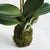 Kenneth Ludwig Chicago Phalaenopsis Orchid Drop-In 15" St/2 For Sale - Image 4 of 4