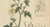 White & Black Mustard, 1831, Paper For Sale - Image 4 of 10