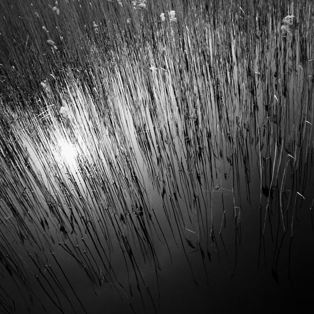 Paul Cooklin, Water Reeds, Lopham Fen, Suffolk, Edition of 50 For Sale - Image 6 of 6