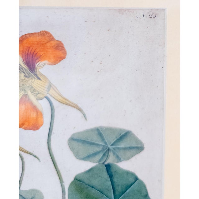 Orange 18th Century German Hand Colored Botanical Copper Engraving Print of Nasturtium For Sale - Image 8 of 12