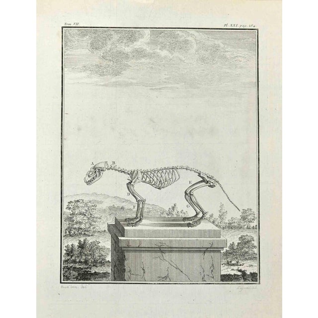 Anatomy of Animals is an etching realized in 1771 by Louis Legrand (1723-1807). It belongs to the suite "Natural, general...