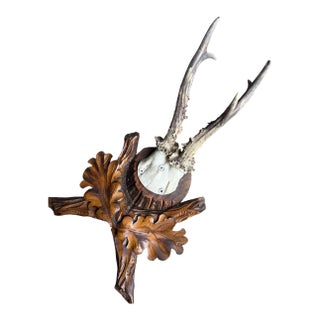 Roe Deer Trophy 186 Black Forset Antlers Mount For Sale