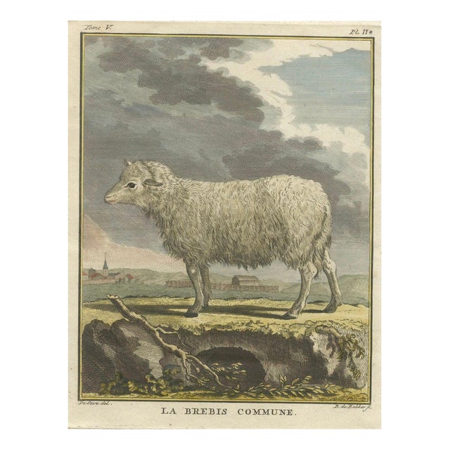 After Jacques de Sève, Sheep, 1769, Print For Sale