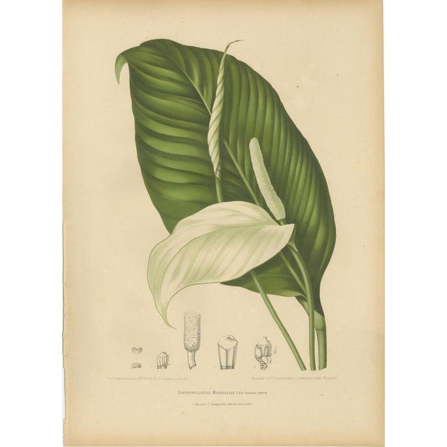 Hoola van Nooten, Peace Lily, 1880, Chromolithograph For Sale - Image 9 of 9
