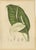 Hoola van Nooten, Peace Lily, 1880, Chromolithograph For Sale - Image 9 of 9