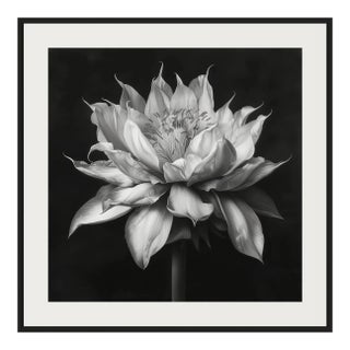 20" X 20" - 'Queen of the Night Flower' - Black and White Photography Print For Sale