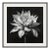 20" X 20" - 'Queen of the Night Flower' - Black and White Photography Print For Sale