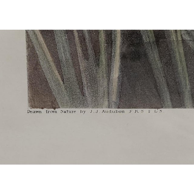 American 4' X 3' Framed Audubon "Canvas-Backed Duck" - Plate 301 in Gilt Frame - Birds of America For Sale - Image 3 of 9