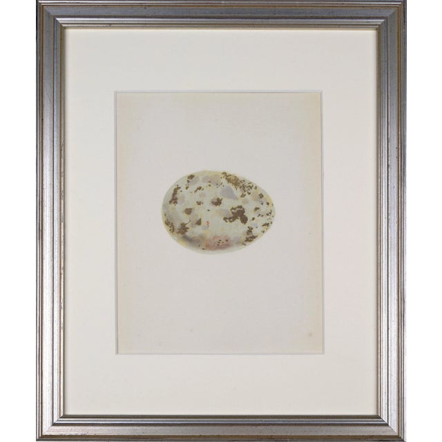 19th C. Francis Morris Birds Egg Woodblock Prints, 1875 - Set of 6 For Sale In New York - Image 6 of 13