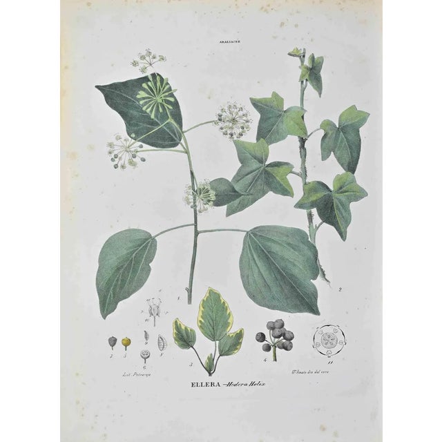 Vincenzo Tenore, Ellera, Lithograph, 1870s For Sale