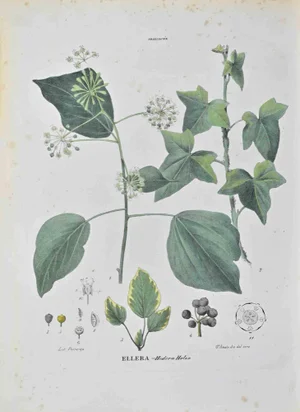Vincenzo Tenore, Ellera, Lithograph, 1870s