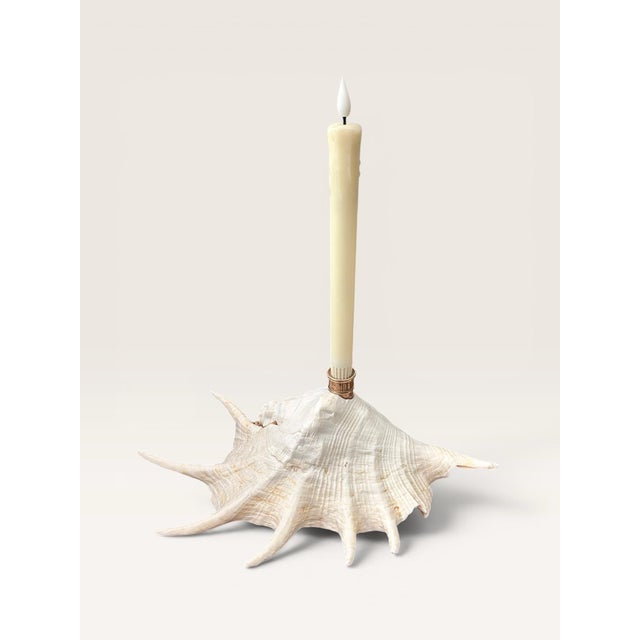 2020s Extra Large Coastal Heirloom Spider Conch Shell Candlestick Holder | Brass Candle Cup | Organic Modern Coastal Decor For Sale - Image 5 of 8