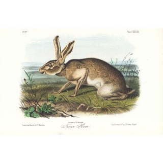 1854 Audubon Quadruped Octavo Lithograph "Plate 133 Texan Hare" For Sale