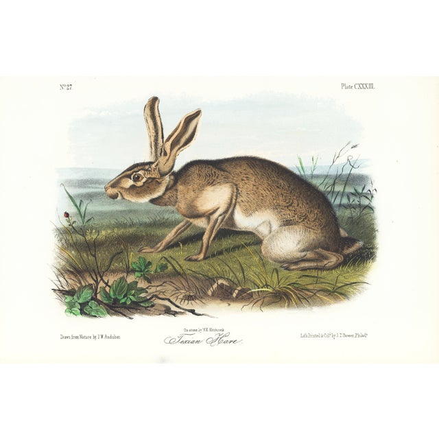 1854 Audubon Quadruped Octavo Lithograph "Plate 133 Texan Hare" For Sale