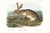 1854 Audubon Quadruped Octavo Lithograph "Plate 133 Texan Hare" For Sale