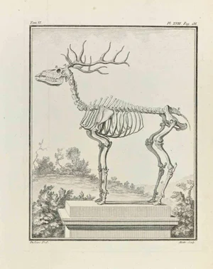 Jean Moitte, Skeleton, Etching, 1771