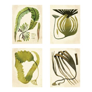 Harvey Seaweeds, Set Of 4, Unframed Artwork For Sale