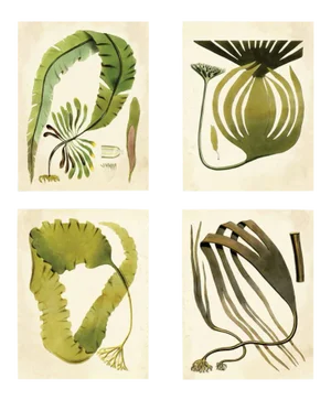 Harvey Seaweeds, Set Of 4, Unframed Artwork