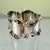 1900 - 1909 Sterling Silver Napkin Ring – Scroll Banded For Sale - Image 5 of 10