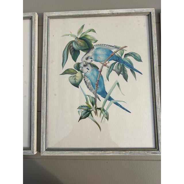 Illustration Collection of 4 Parakeet / Budgies Framed Prints by Artist E. Serton For Sale - Image 3 of 9
