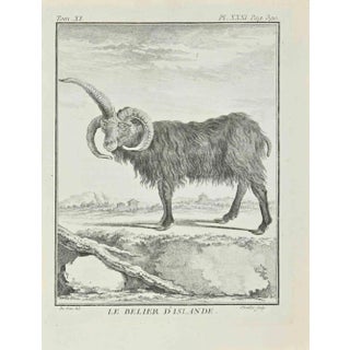 Juste Chevillet, Le Belier D'Islande, Etching, 1771 For Sale