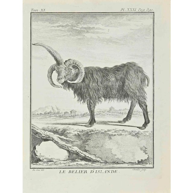 Juste Chevillet, Le Belier D'Islande, Etching, 1771 For Sale