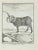 Juste Chevillet, Le Belier D'Islande, Etching, 1771 For Sale