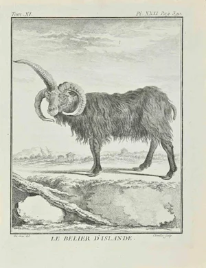 Juste Chevillet, Le Belier D'Islande, Etching, 1771