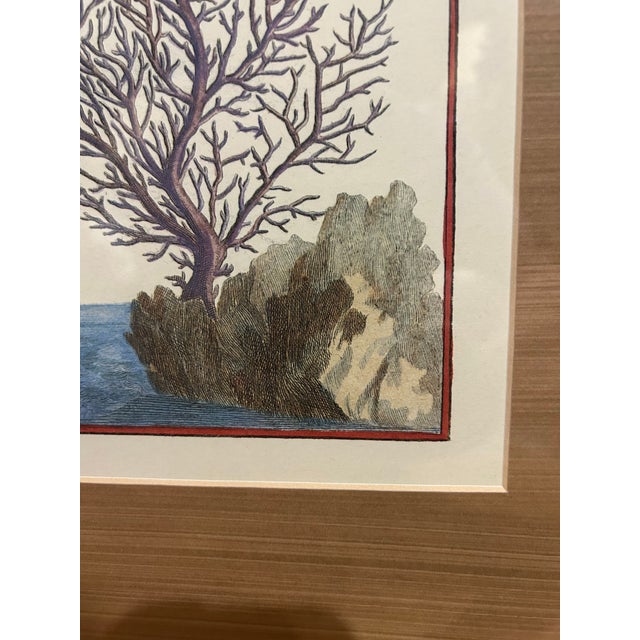 Early 20th Century Early 20th Century Hand Colored Tree Engraving For Sale - Image 5 of 9