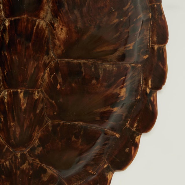 Brown Antique Organic Turtle Shell For Sale - Image 8 of 10
