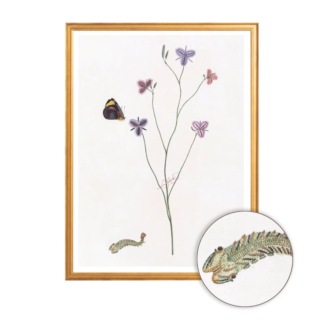 Celerie Kemble Curated Australian Botanical II (16x20) in Gold Frame For Sale - Image 4 of 4