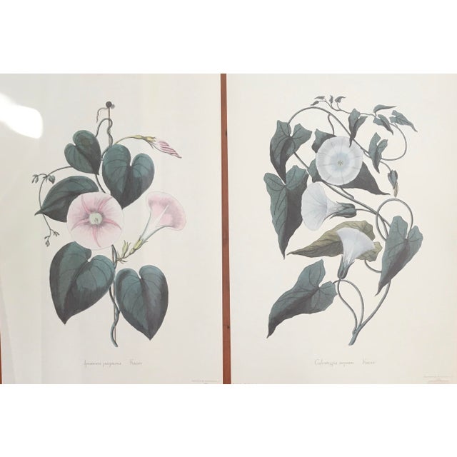 1990s Morning Glory Blossoms, Royal Kew Botanical Gardens Lithographs - Set of 2 For Sale - Image 10 of 13