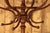 Parrot Coat Rack from Fischel, 1890 For Sale - Image 4 of 12