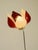 Symanka-Sy 1 Floor Lamp by Günter Ssymmank, Germany, 1959 For Sale - Image 10 of 18