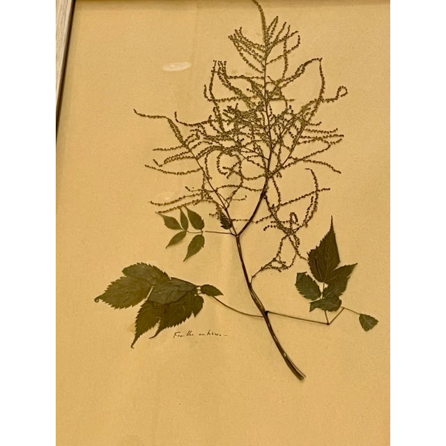 Vintage Set of 4 French Custom Framed Herbarium Herbier Botanical Specimens For Sale - Image 12 of 14