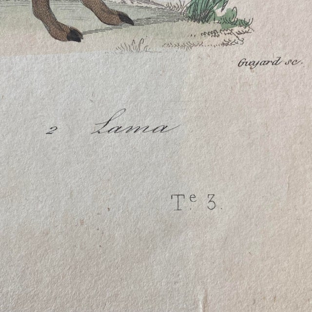 French Antique 18th Century "Lama" Animal Engraving Hand Colored Signed Artwork For Sale In Portland, ME - Image 6 of 9