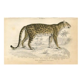 1845, Leopard Print, Original Antique Cat Print, Engraving, England, Rare For Sale