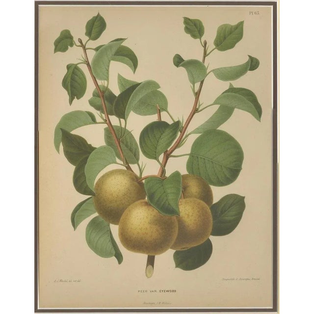 After Wendel, Golden Pear Cluster, 1870 Chromolithograph For Sale - Image 4 of 10