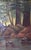 American Santa Cruz Forest Carbonero Creek Early Morning Original Oil by Lilllian Heath For Sale - Image 3 of 5