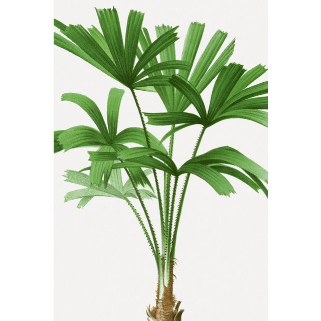 Royal Palm Study, Vintage Botanical Art Print Reproduction, 16" X 24" For Sale In Buffalo - Image 6 of 10