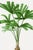 Royal Palm Study, Vintage Botanical Art Print Reproduction, 16" X 24" For Sale In Buffalo - Image 6 of 10