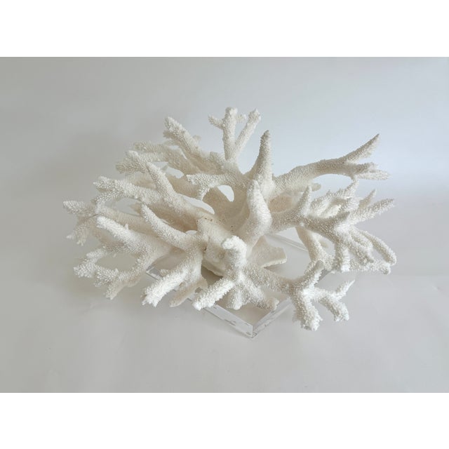 Late 20th Century Staghorn Coral on Acrylic Base For Sale - Image 5 of 8