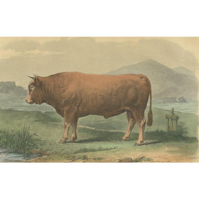 19th Century Limousin Bull, Cattle Print After Melin, 1873, Paper For Sale - Image 5 of 12