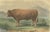 19th Century Limousin Bull, Cattle Print After Melin, 1873, Paper For Sale - Image 5 of 12