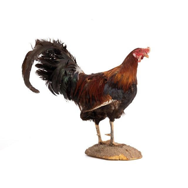 Life-Size Gamecock Taxidermy Mount Brilliant Red Orange Plumage Sand Mount Rooster For Sale In Philadelphia - Image 6 of 17