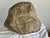 Pair of Organic Rock Planters C. 1960's For Sale - Image 9 of 10