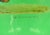 9" x 4 1/2"W including the spout