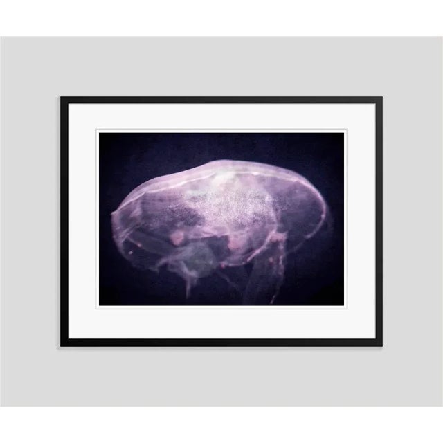 The Dreaming' by Stuart Möller A pink jellyfish floats through dark water. (photo Stuart Christian Möller) Archival...